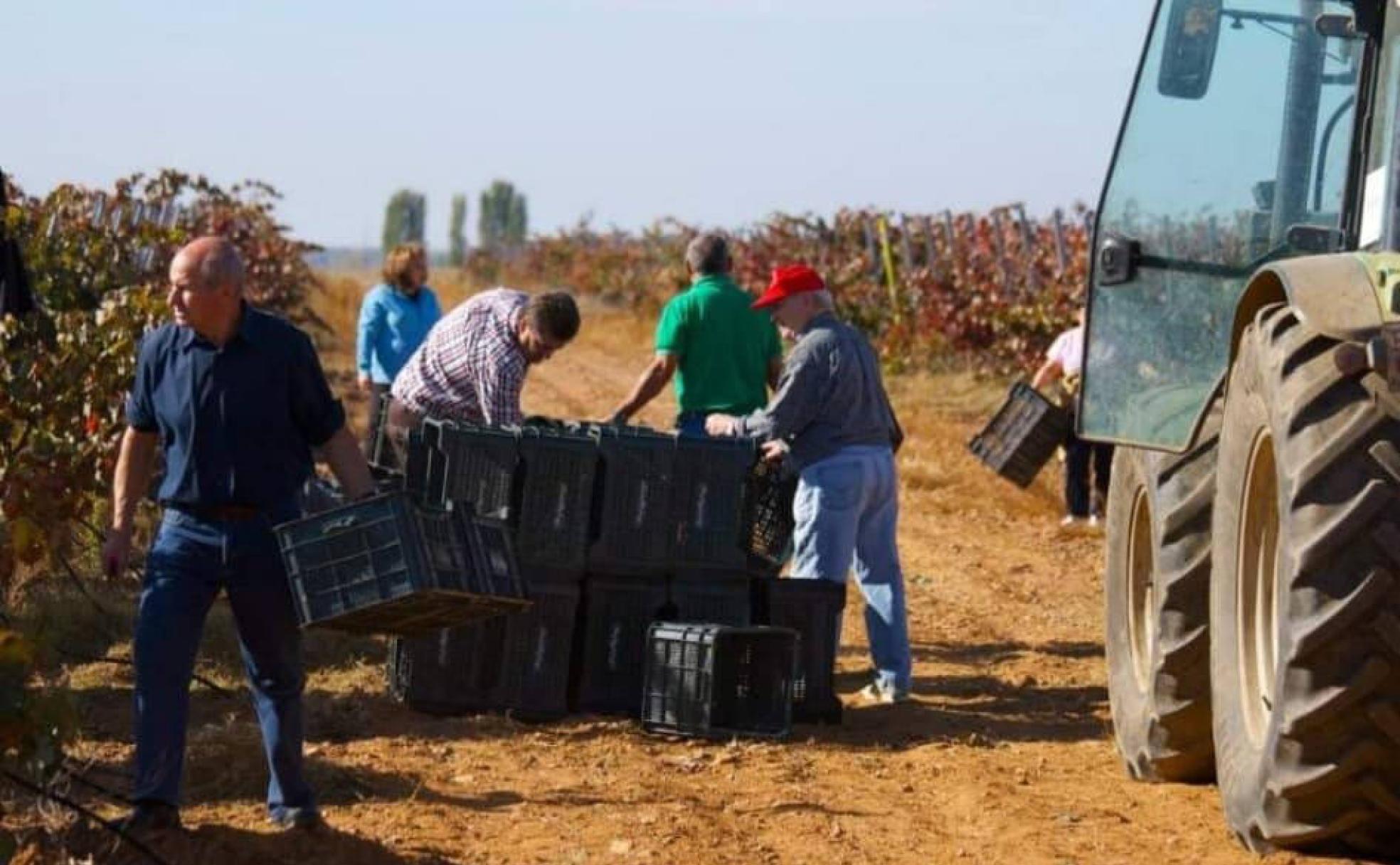 Recogida de la uva durante la Fiesta de la Vendimia de Melgar de Abajo.