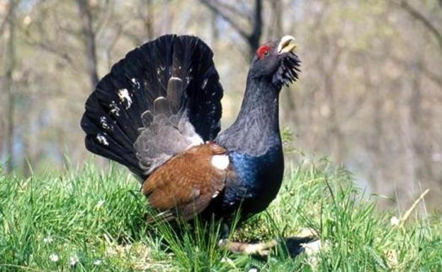 Imagen de un urogallo.