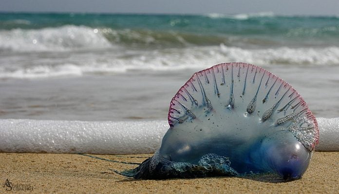 15. Otras, como la carabela portuguesa, que no es una medusa como tal sino un sifonóforo, también puede llegar a causar la muerte en humanos y como poco, graves y dolorosos daños. 