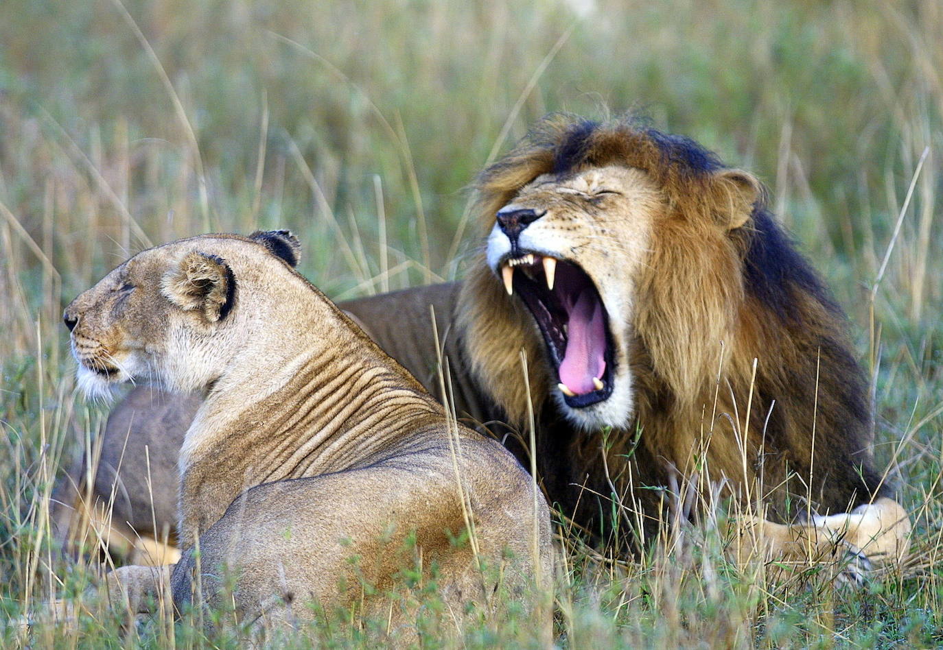 15. Leones. Entre 37 y 250 muertos anuales. Según un estudio de la revista 'Nature', desde 1990, han matado a 563 personas solo en Tanzania. Es decir, una media de 22 al año.