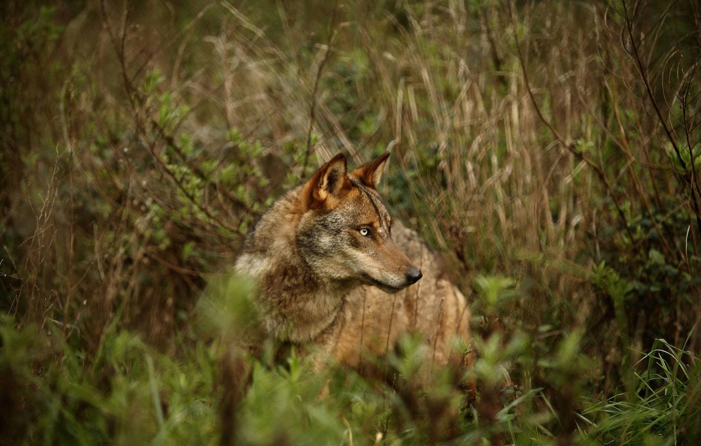 16. Lobos. 10 víctimas mortales al año. Su prensa no les hace justicia. Temidos y odiados, los lobos rara vez atacan a los humanos.