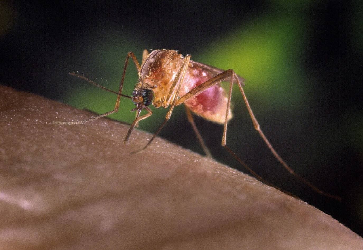 1. En el mundo hay más de 3.000 especies de mosquitos. Más de la mitad de las muertes causadas por estos insectos son por la malaria, principalmente en África subsahariana.