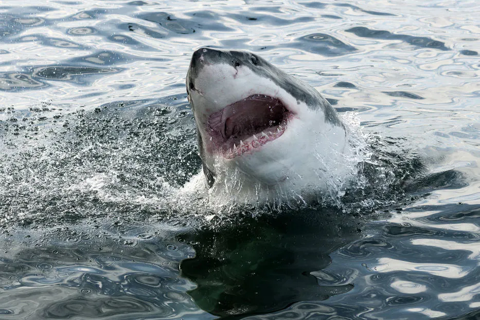 17. Tiburones. 17 muertos al año. La fama les precede por culpa del cine. Sin embargo, sus ataques son muy infrecuentes y las víctimas mortales anuales se cuentan casi con los dedos de una mano. 