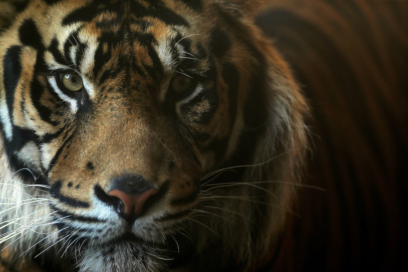 14. Tigres. 120 muertes. Señoriales, casi míticos y letales. El tigre es una de las especies más amenazada del planeta y la mayoría de sus poblaciones se concentran en Asia. Allí es donde la creciente presión humana hace que los encuentros entre estos felinos y las personas aumenten. 
