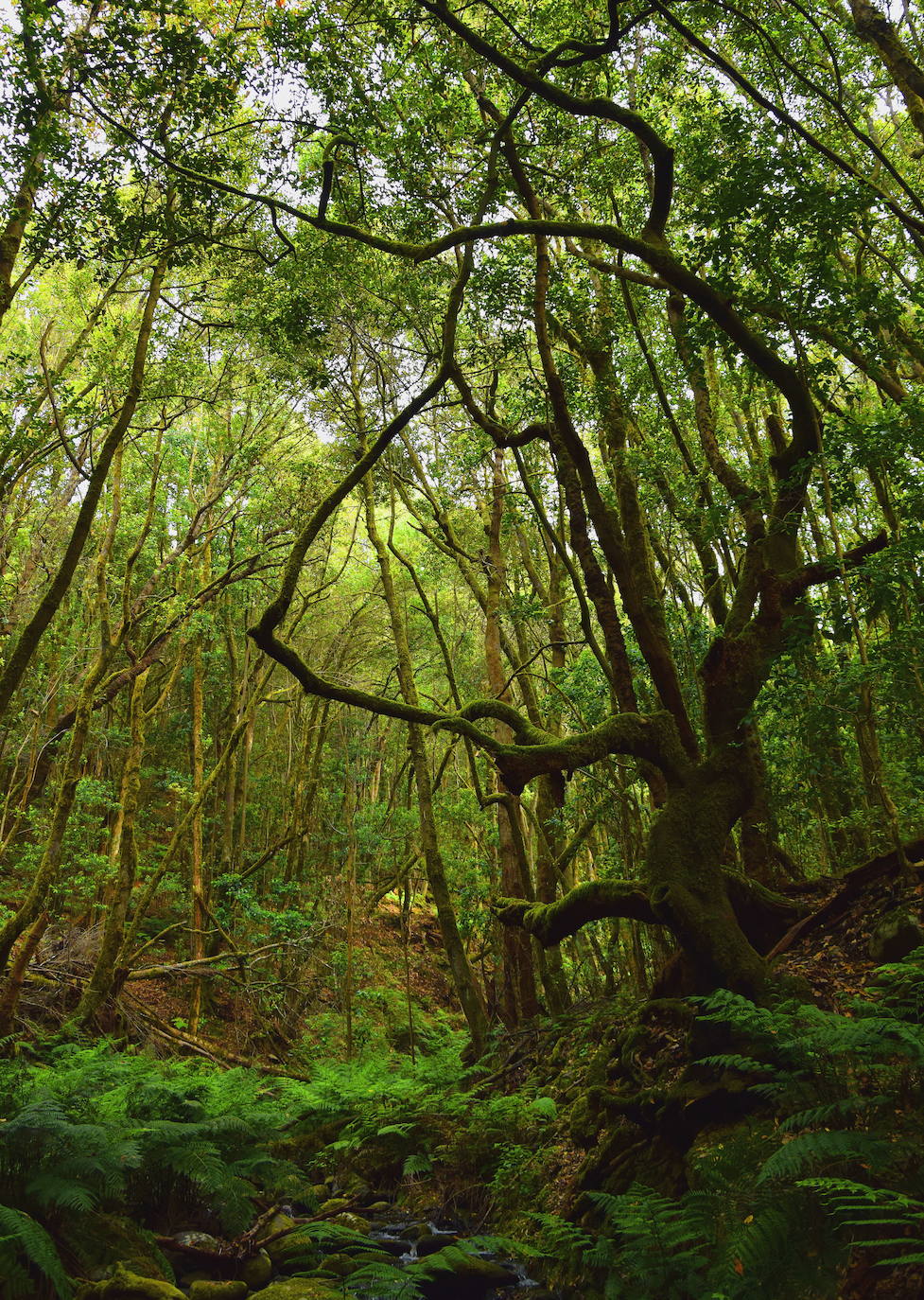 Parque Nacional de Garajonay (Canarias)