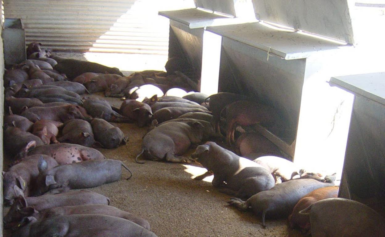 Explotación de cerdos ibéricos de pienso. 