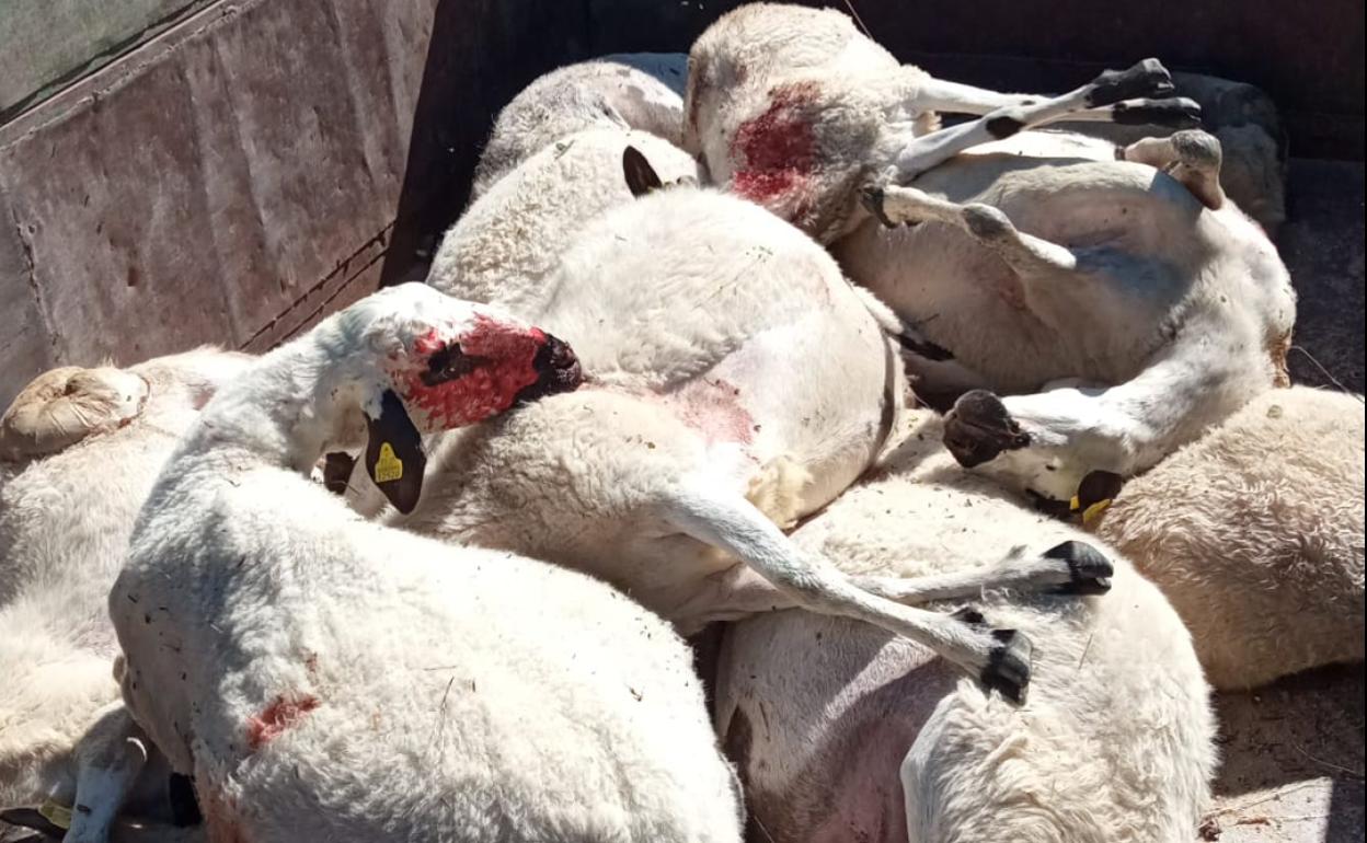 Animales muertos en la explotación zamorana. 