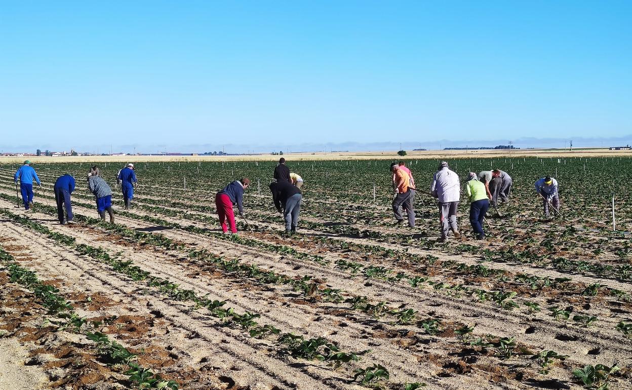 Los trabajadores de Grufesa sujetando estolones durante la mañana de ayer en Cabezas de Alambre, Ávila. 