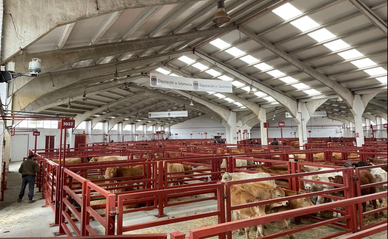 Mercado de ganados de Salamanca. 