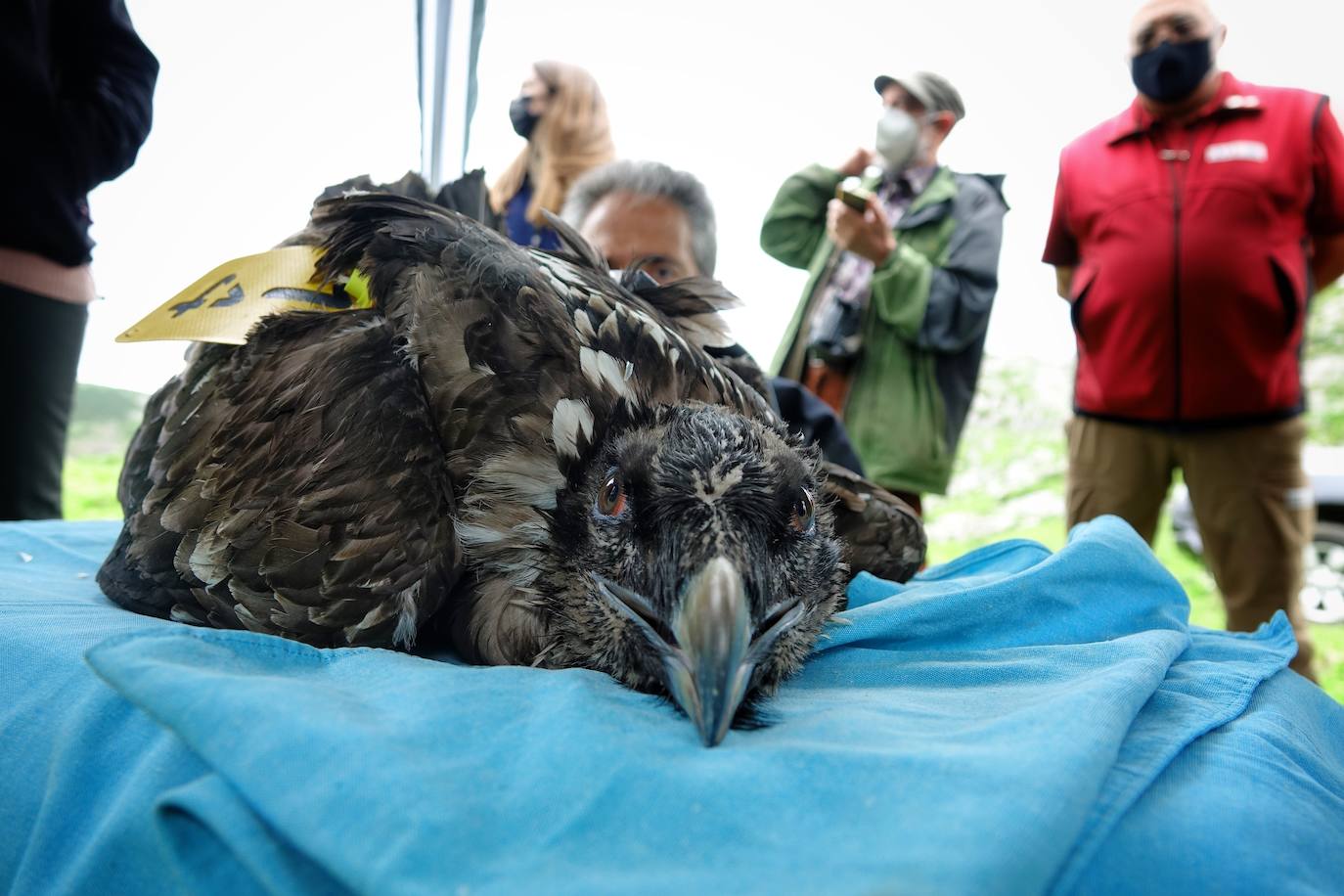 Esta hembra de quebrantahuesos pasará junto a sus compañeras 'Lucía', 'Hanna', 'Aurora' y 'Dries' un último periodo de aclimatación en los jaulones de Picos para ser a continuación liberadas. Nacieron en cautividad y fueron cedidas por el Gobierno de Aragón. La población alcanza ya los treinta ejemplares liberados