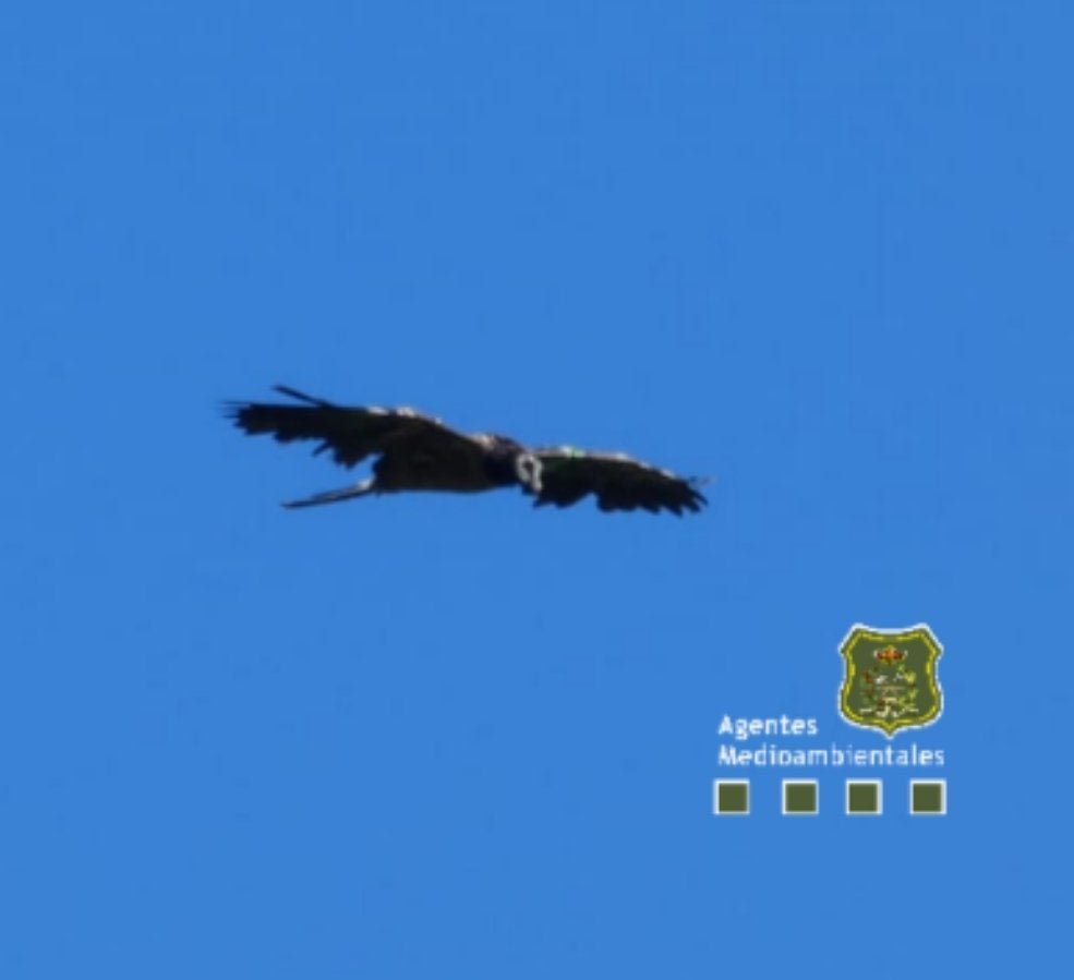 Vuelo del quebrantahuesos.