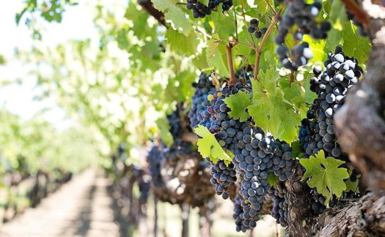 Recomiendan proteger los viñedos del Bierzo contra el ataque de la polilla del racimo y del mildiu