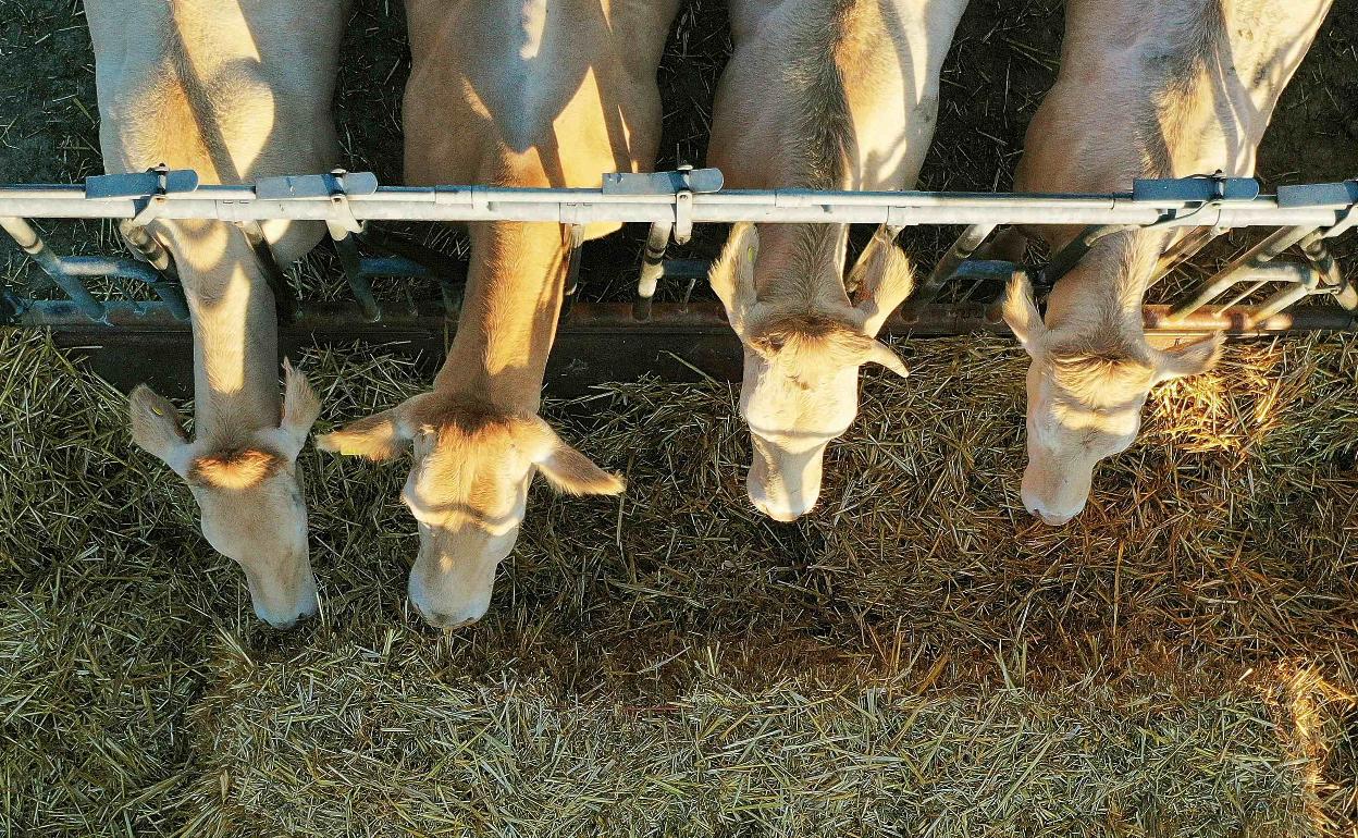 Varias vacas alimentándose. 