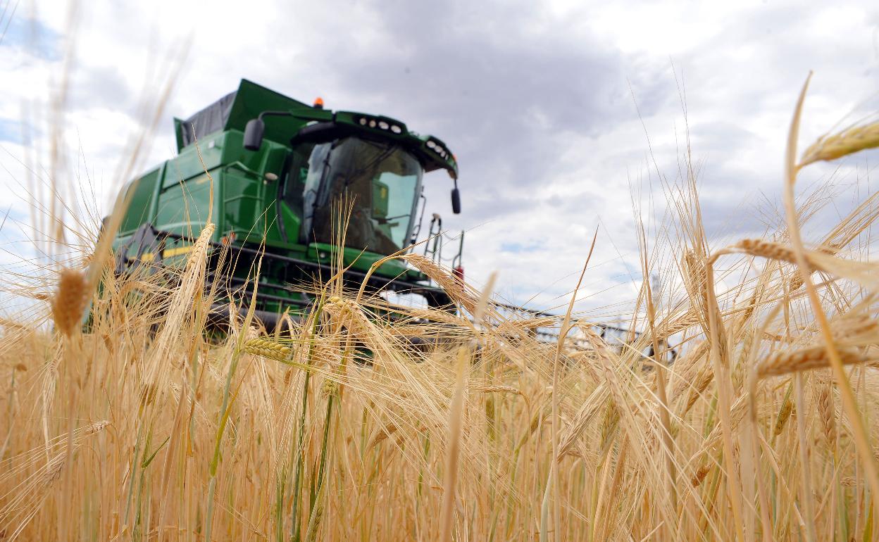 Una cosechadora durante la recolección en un campo de cereal en Medina del Campo. 