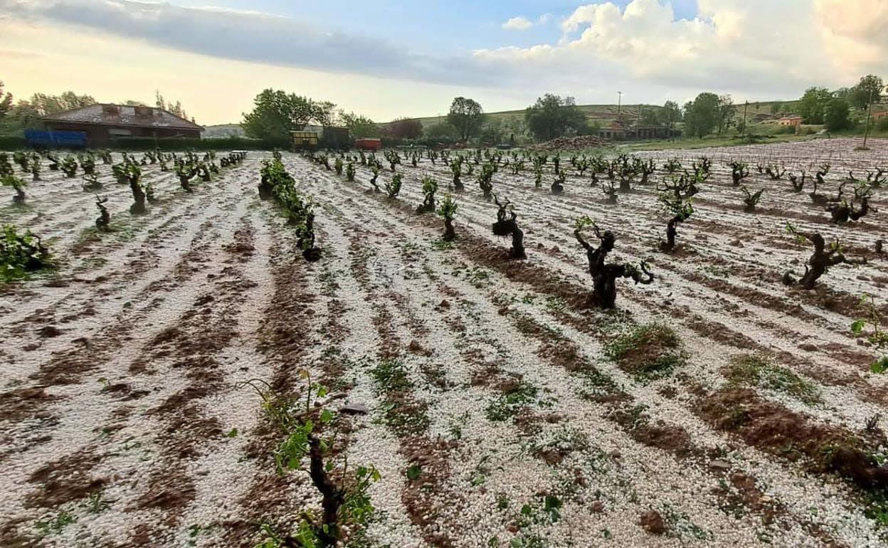 Daños causados por el pedrisco en Moradillo de Roa, Burgos. 