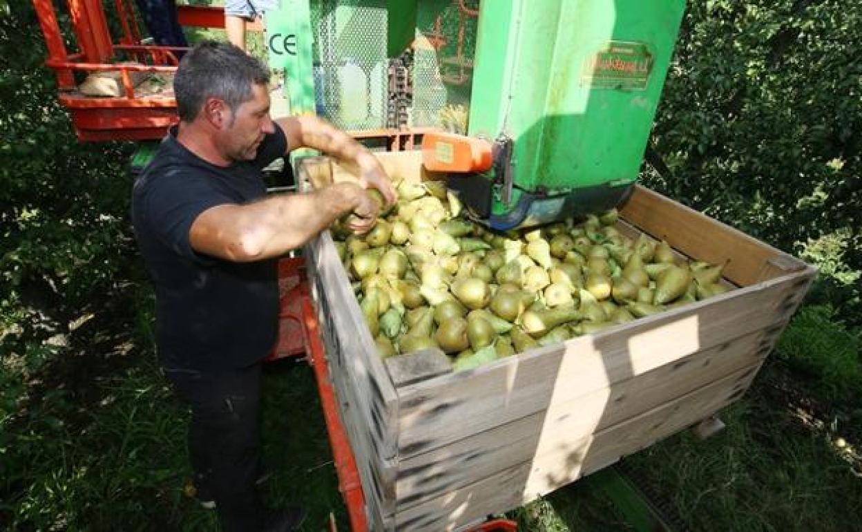 Imagen de archivo de la recogida de pera conferencia en el Bierzo.