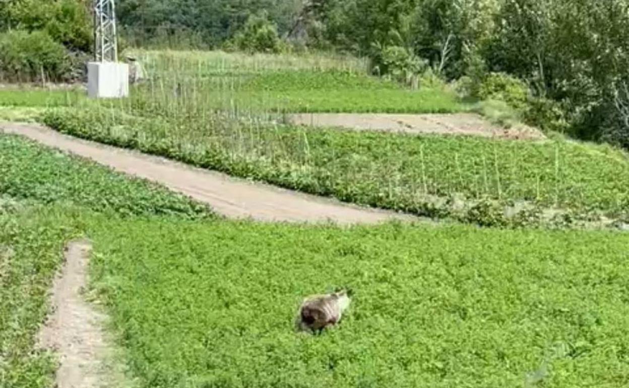 Un ejemplar de oso se pasea por un pueblo de Palacios del Sil.