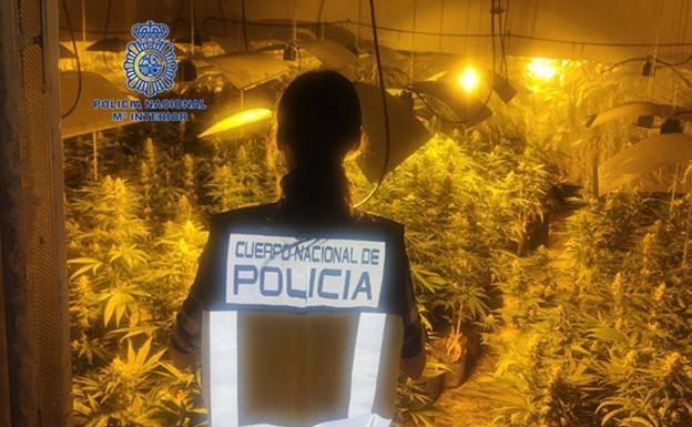 La Policía Nacional interviene una plantación indoor con 547 plantas de marihuana en una casa de Trobajo del Camino