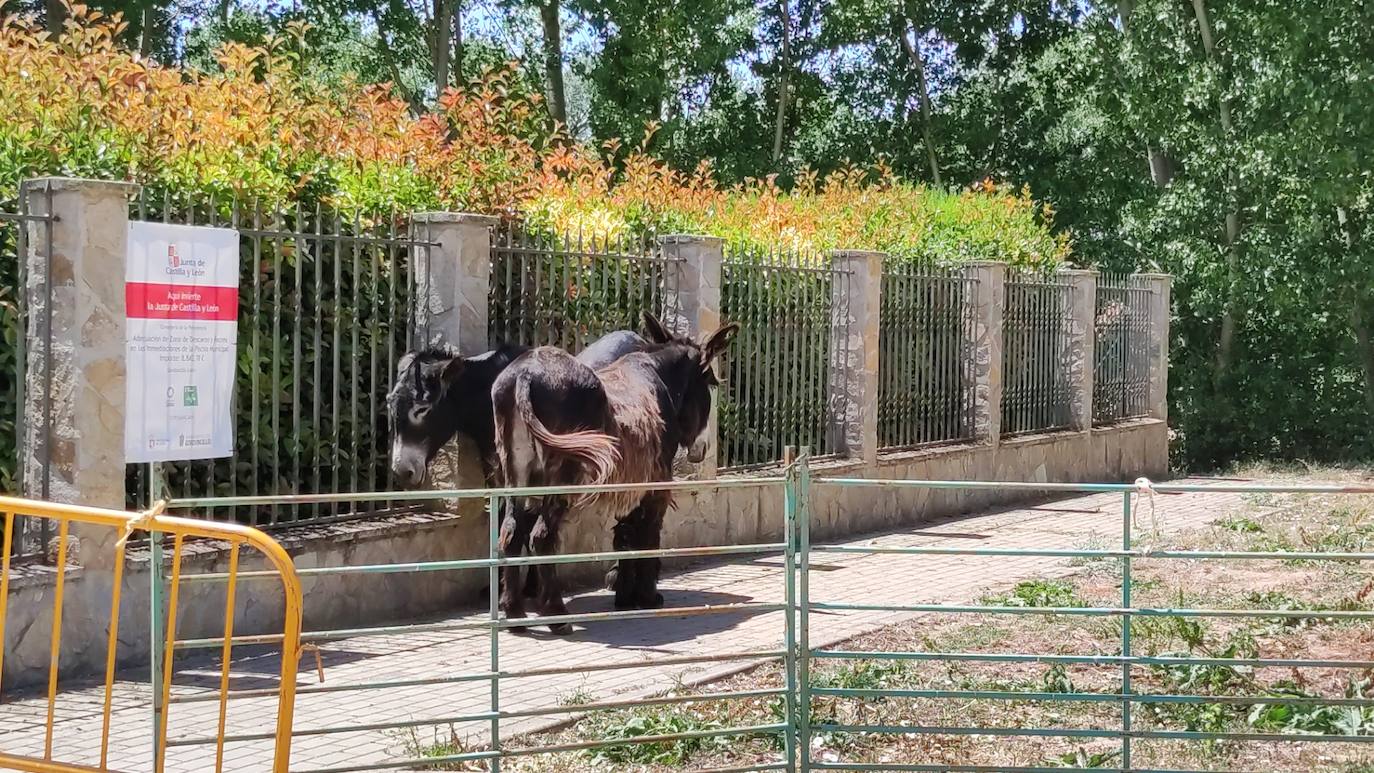 Las piscinas municipales de Gordoncillo son una alternativa veraniega para refrescarse