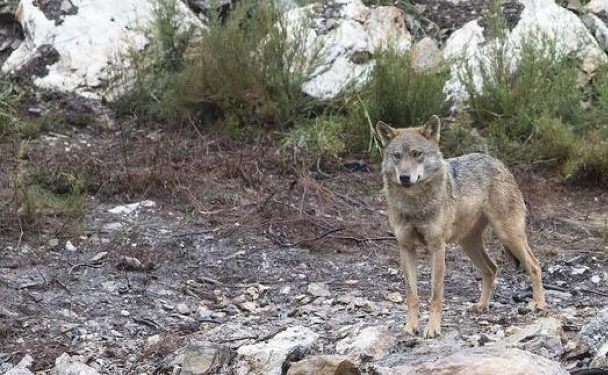 Imagen de un lobo en la montaña leonesa. 