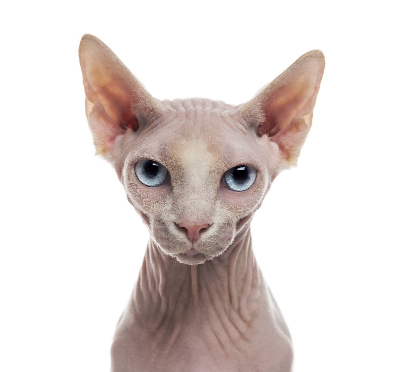 2. Sphynx