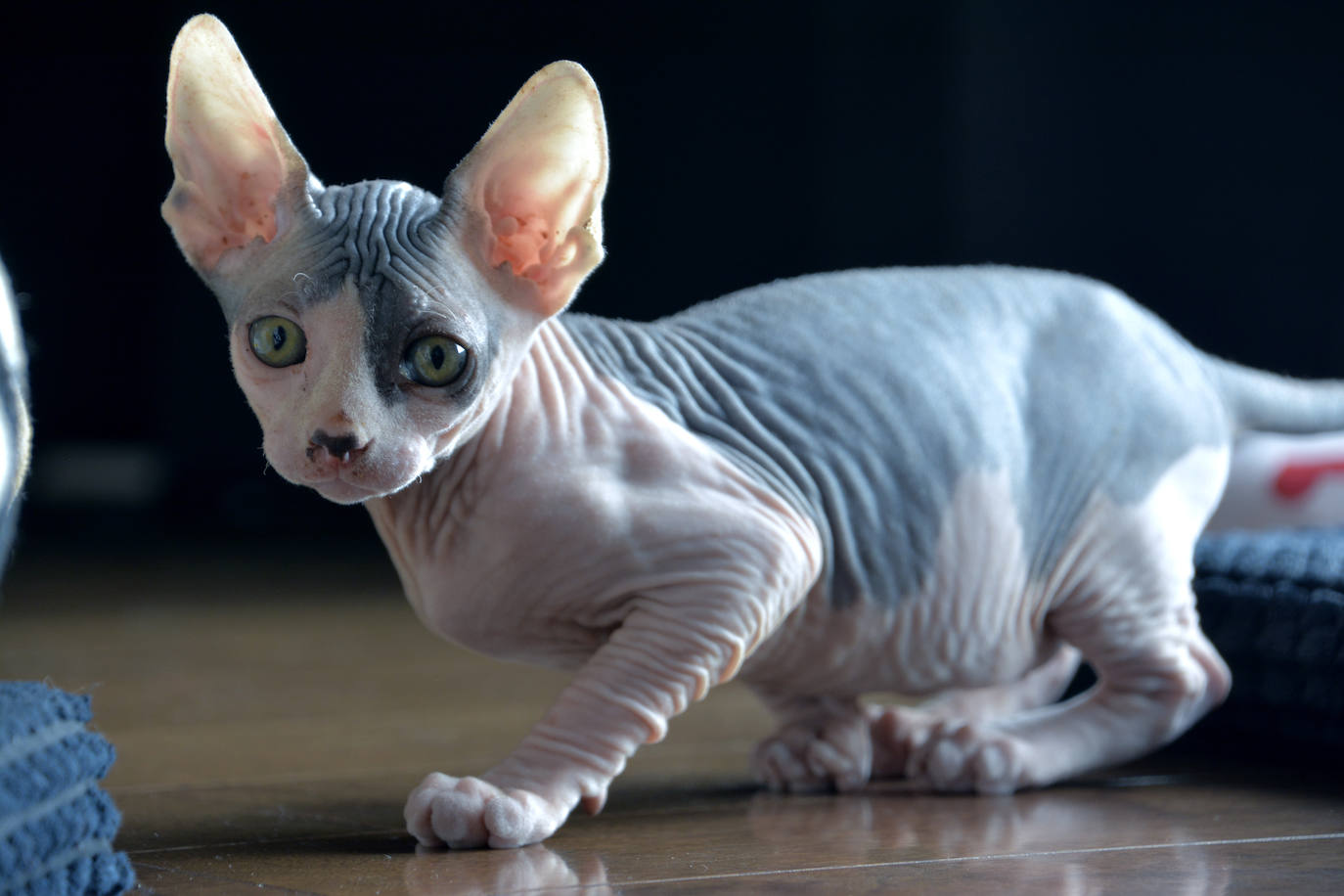 2. Sphynx