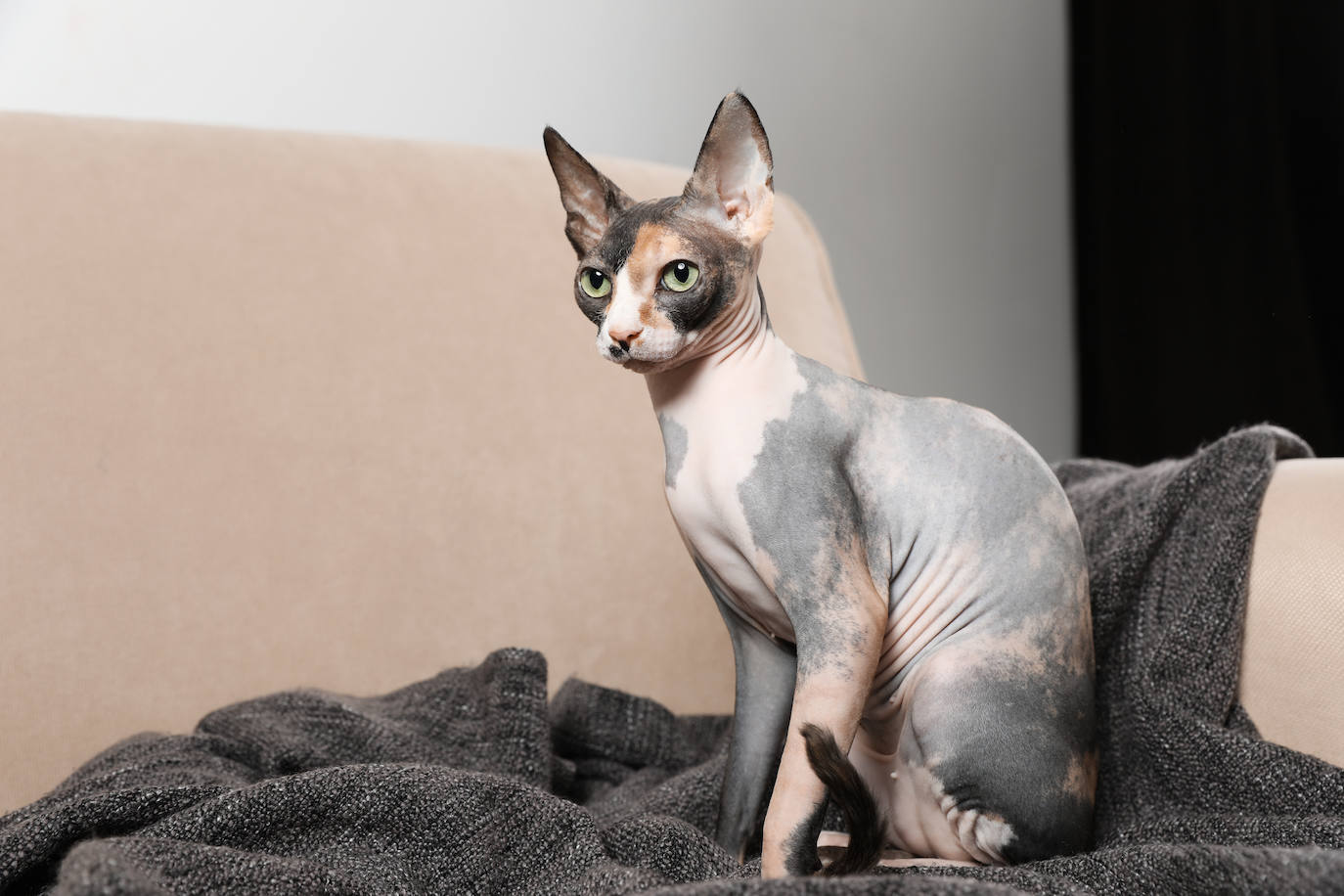 2. Sphynx