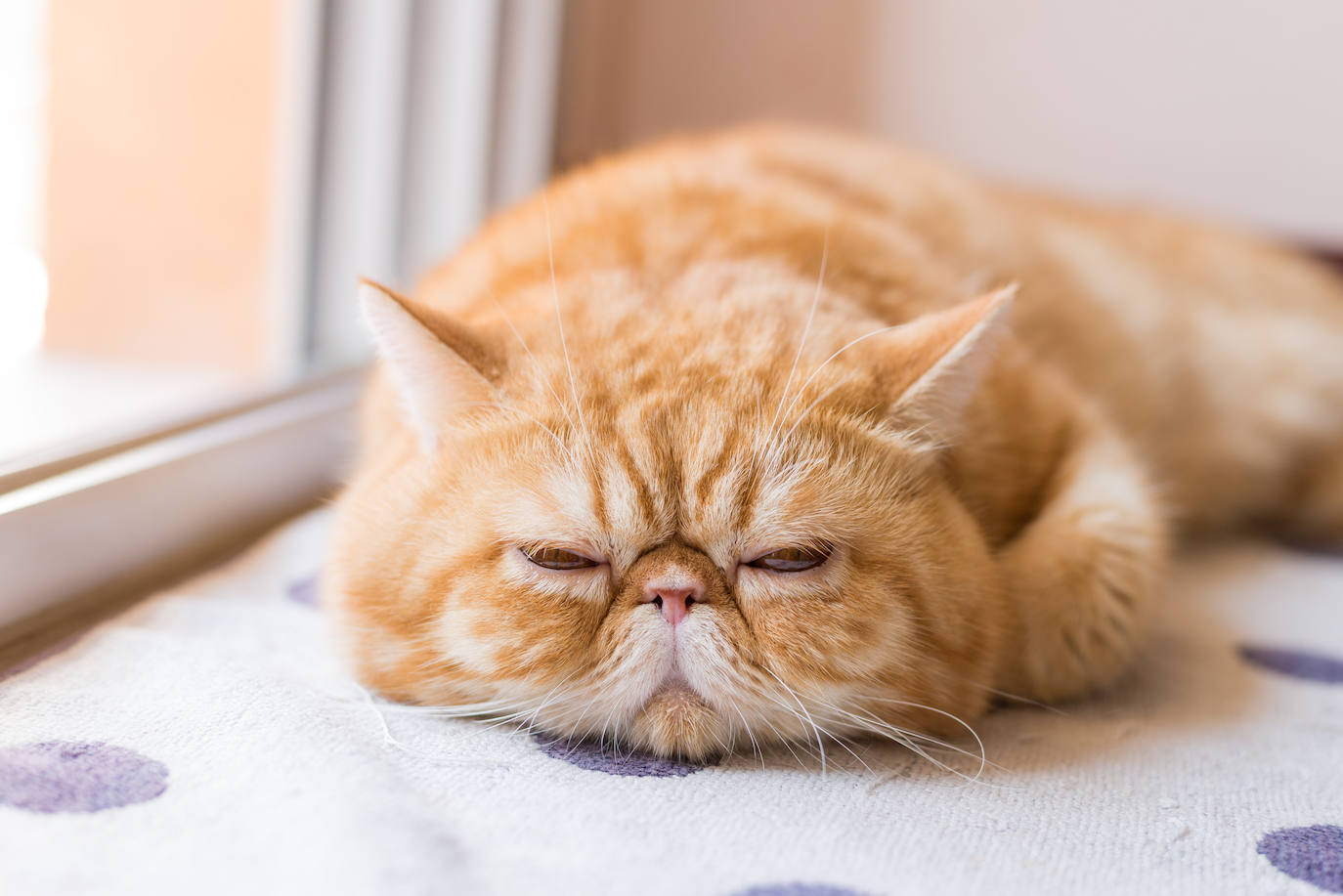 3.Exotic shorthair