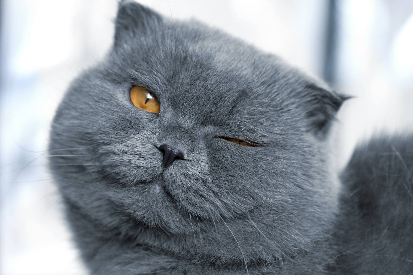 5. Scottish fold