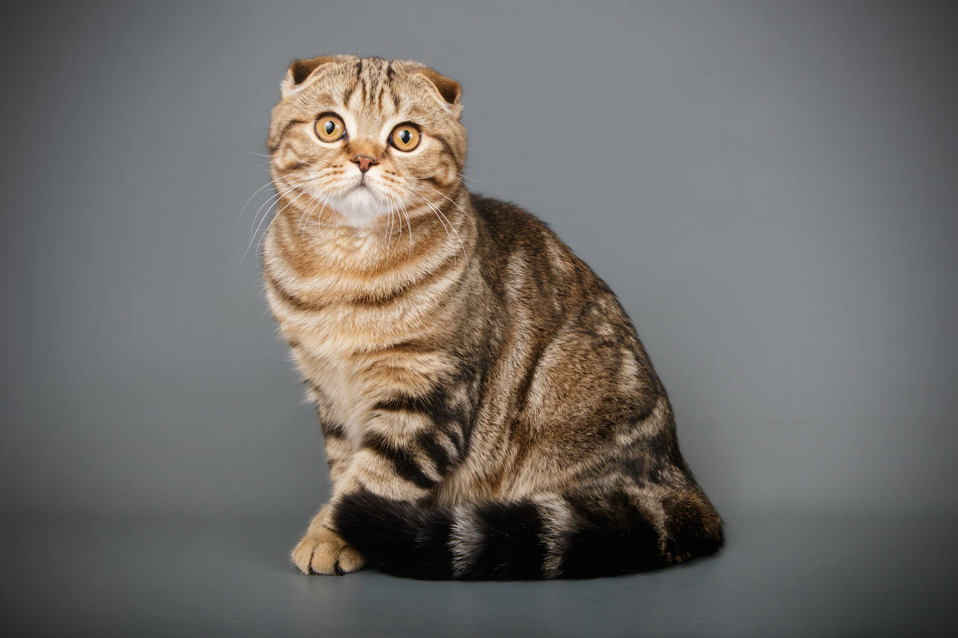 5. Scottish fold