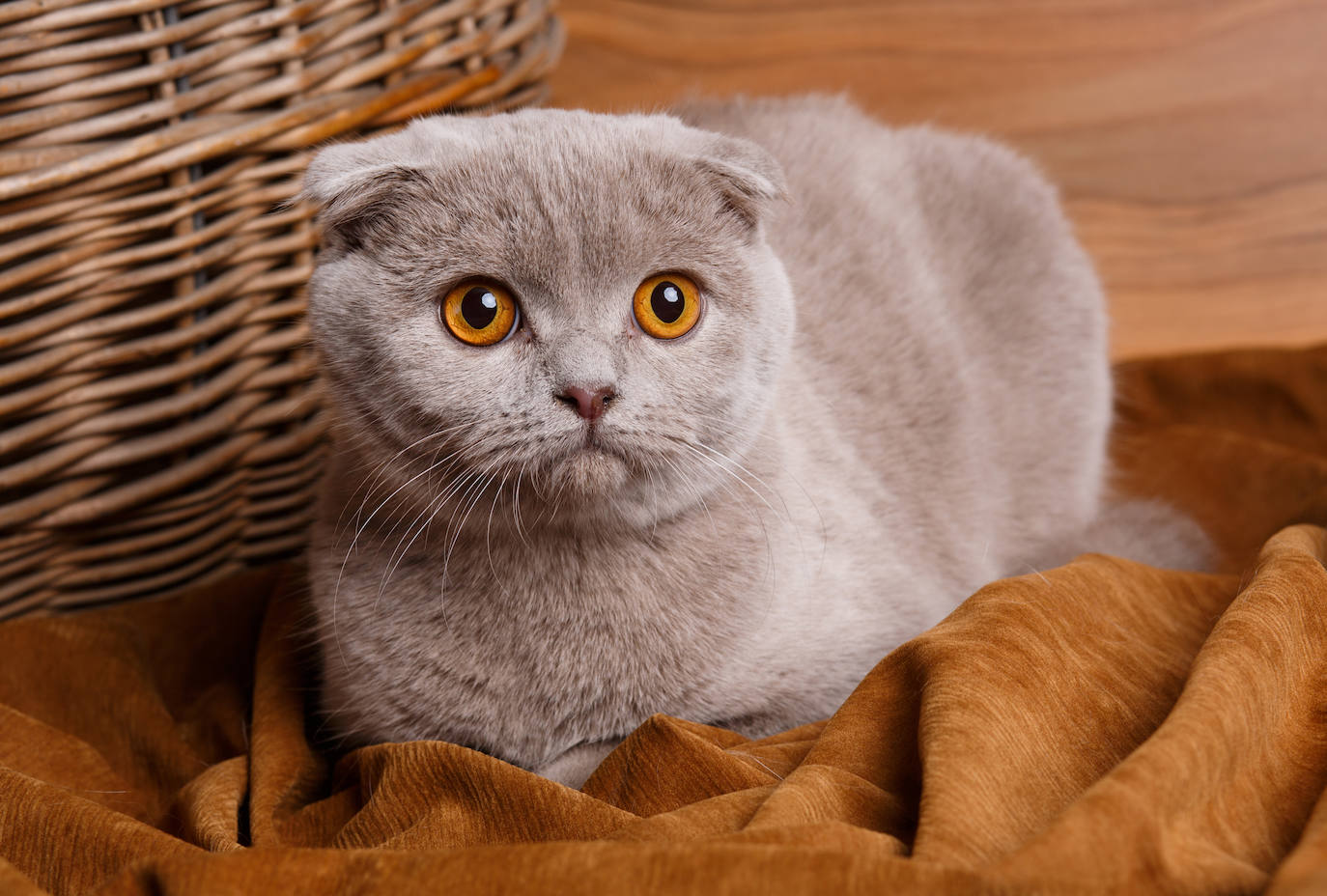 5. Scottish fold