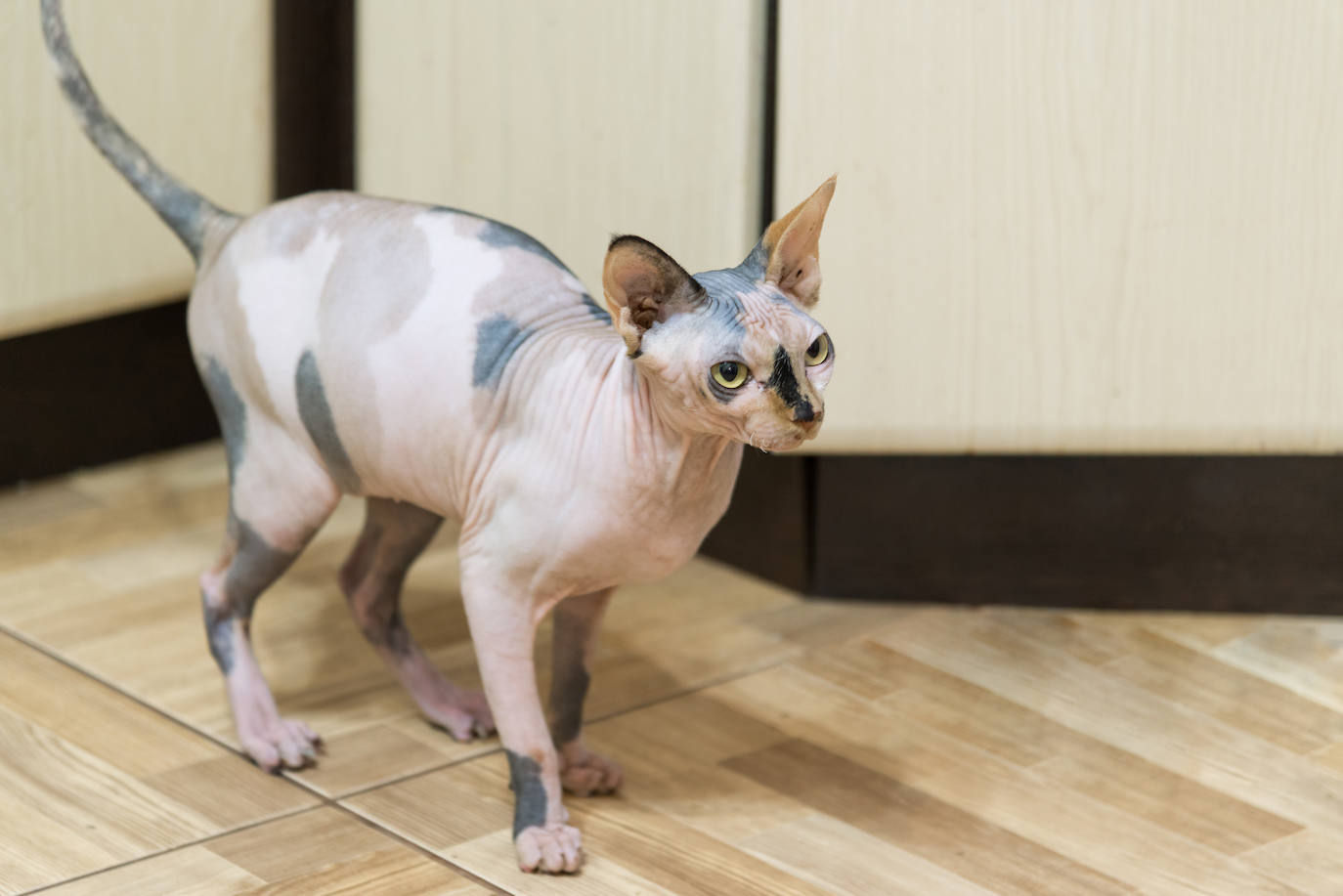 8. Peterbald