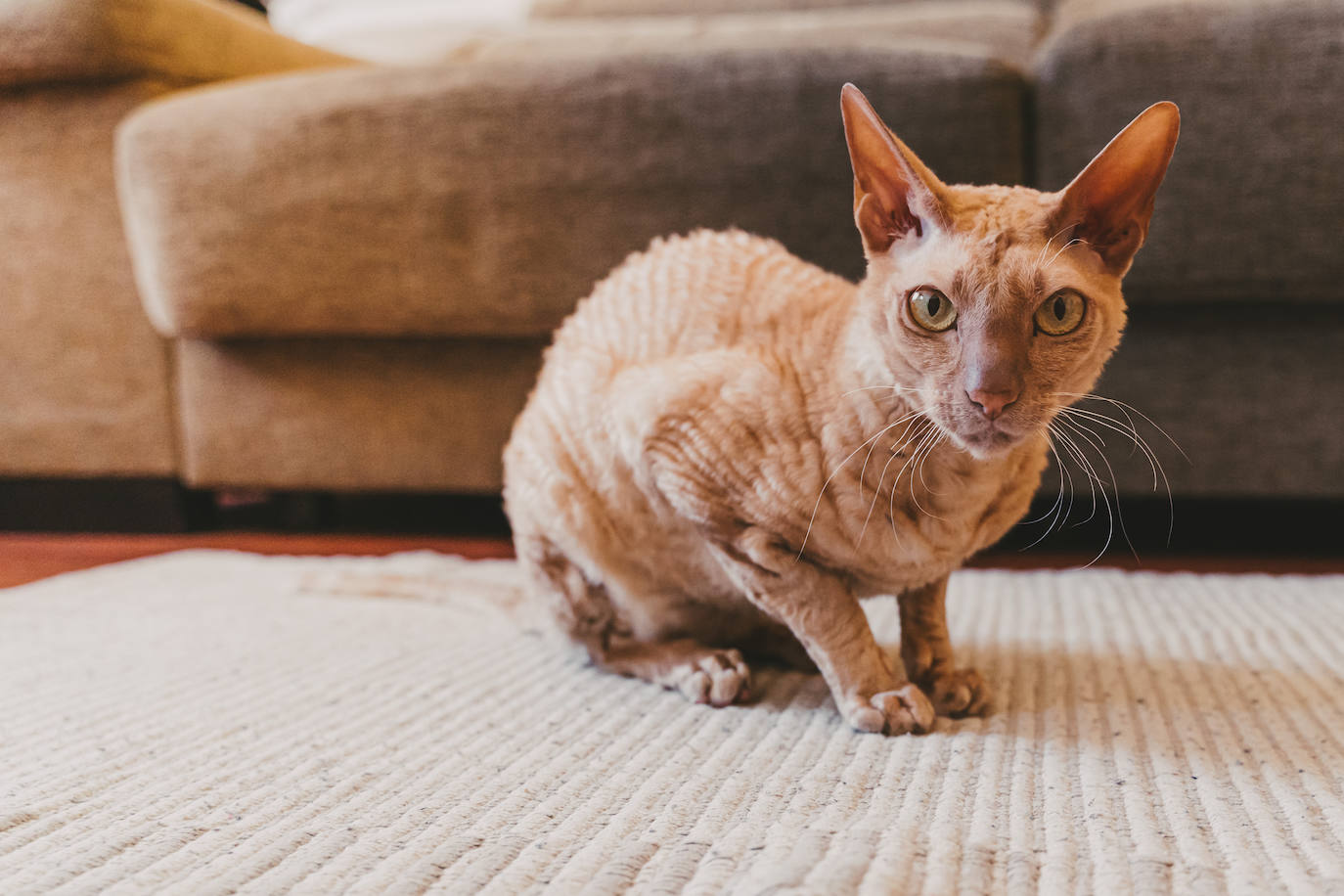 8. Peterbald