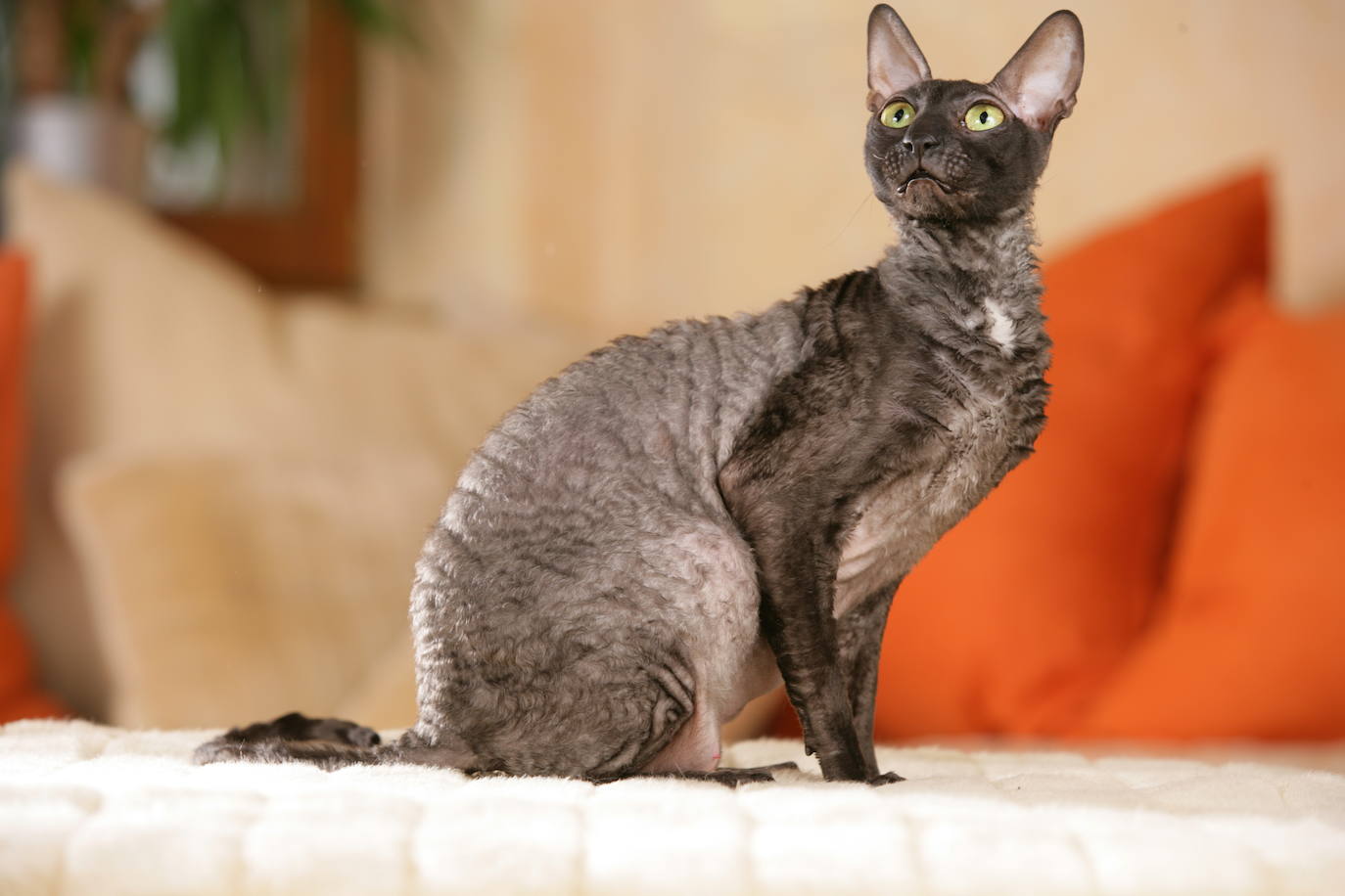 10. Cornish Rex