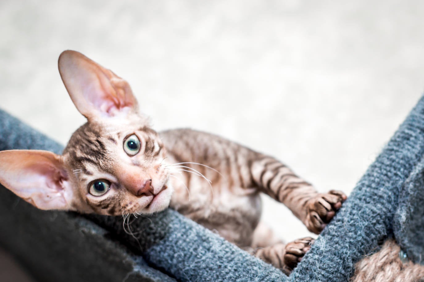 10. Cornish Rex