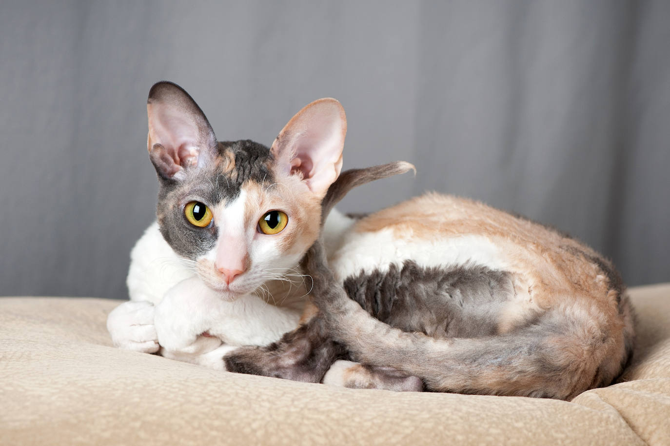 10. Cornish Rex