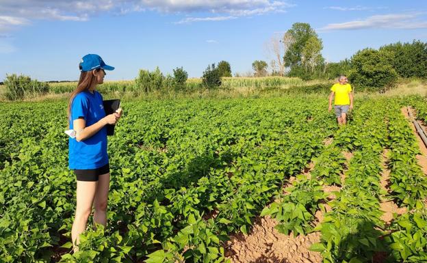 Imagen principal - Un proyecto de las Becas Ralbar mejorará la producción de judías de calidad