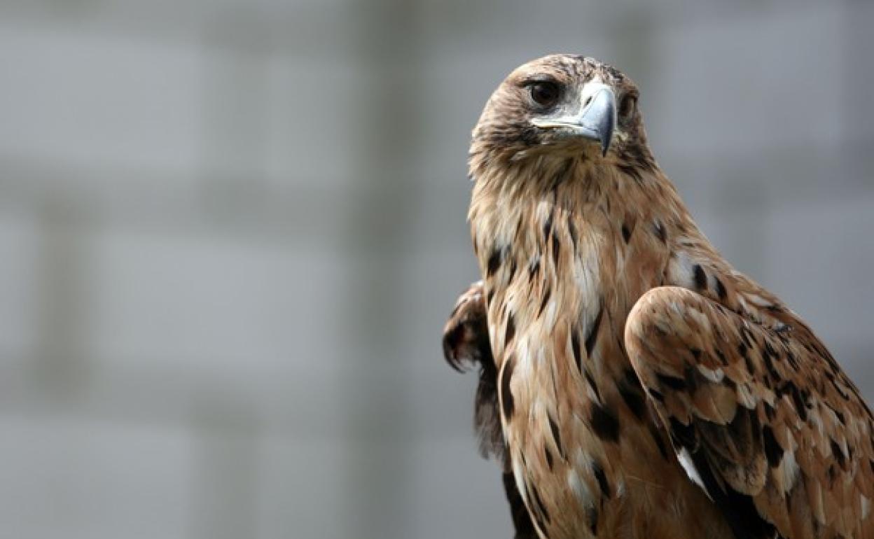 Medio Ambiente sitúa el estado de conservación del águila imperial como  «desfavorable inadecuado, con tendencia a ir mejorando» 