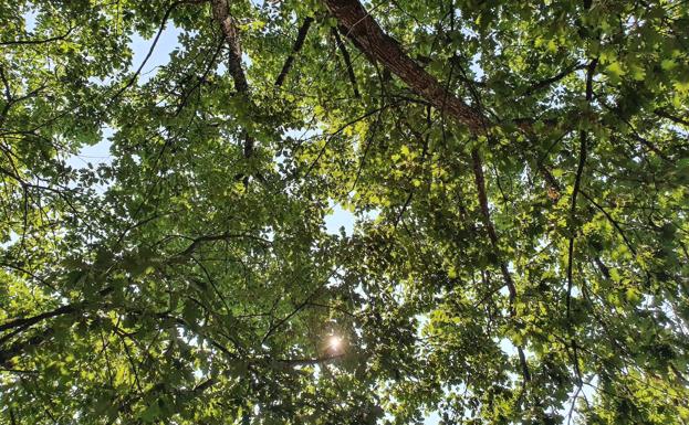 Galería. El Sendero Las Cotas se trata de una ruta circular de 13 kilómetros.