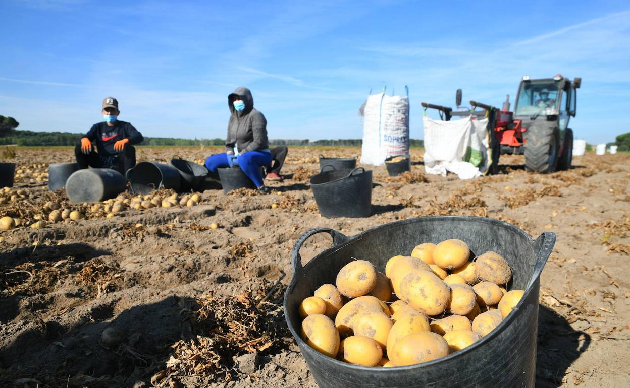 Temporeros en la provincia de Valladolid, esta campaña de patatas. 