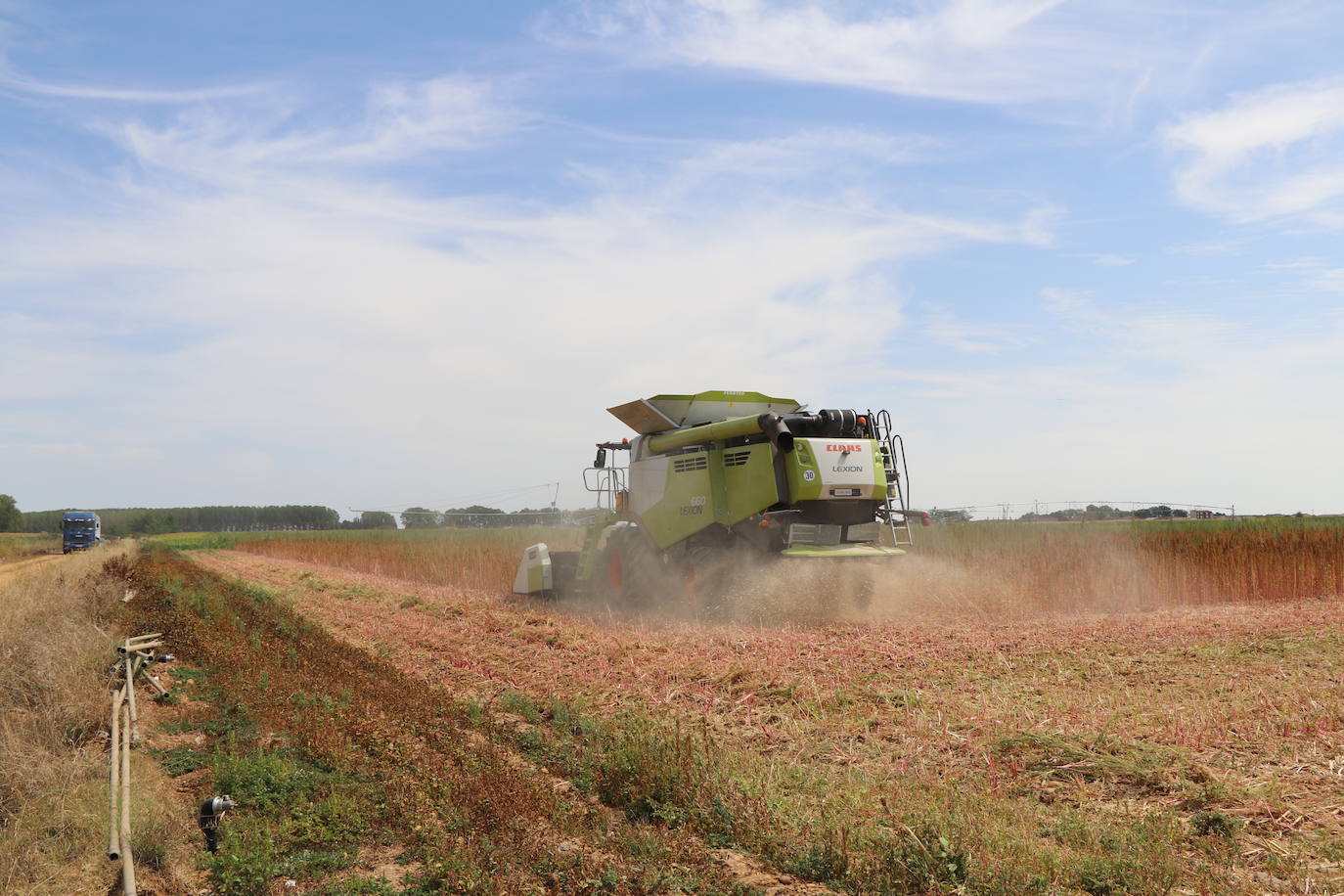 Fotos: Y para quinoa.... la del Páramo