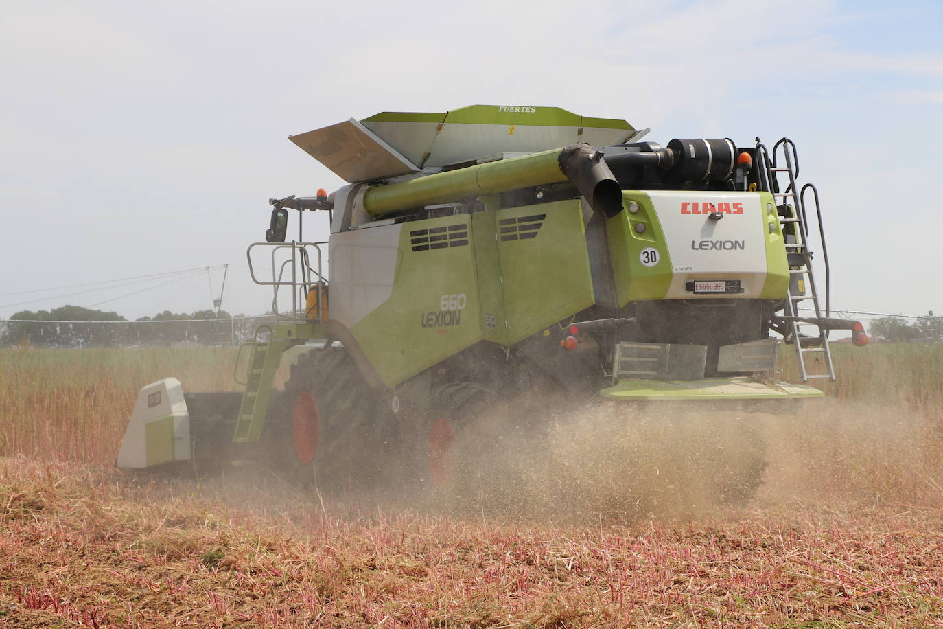 Fotos: Y para quinoa.... la del Páramo