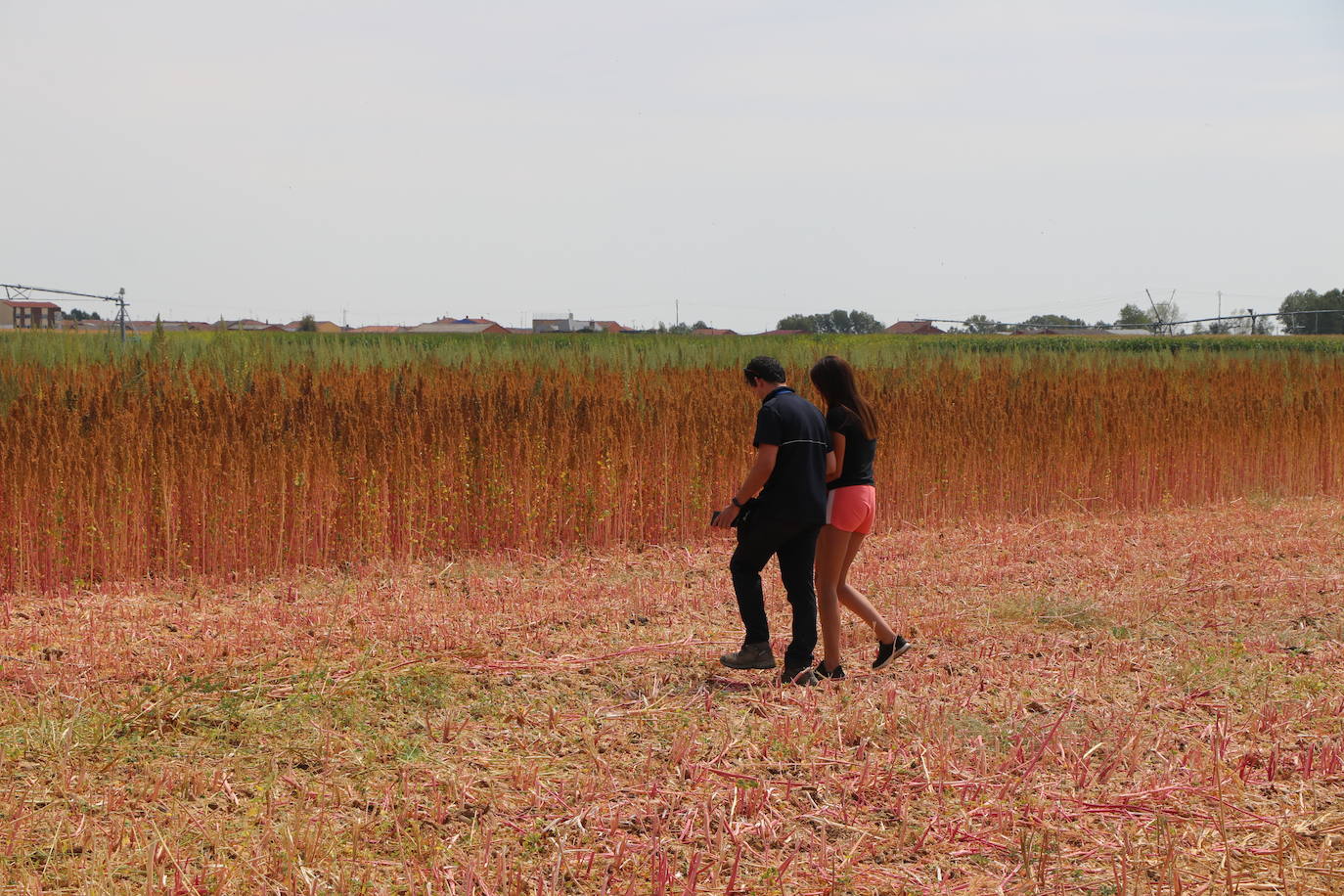 Fotos: Y para quinoa.... la del Páramo