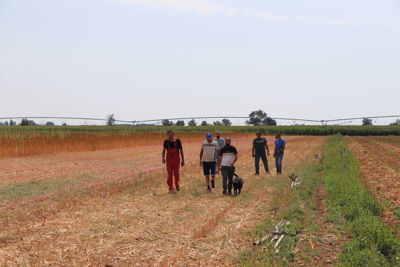 Fotos: Y para quinoa.... la del Páramo