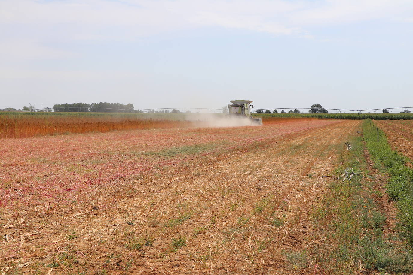 Fotos: Y para quinoa.... la del Páramo