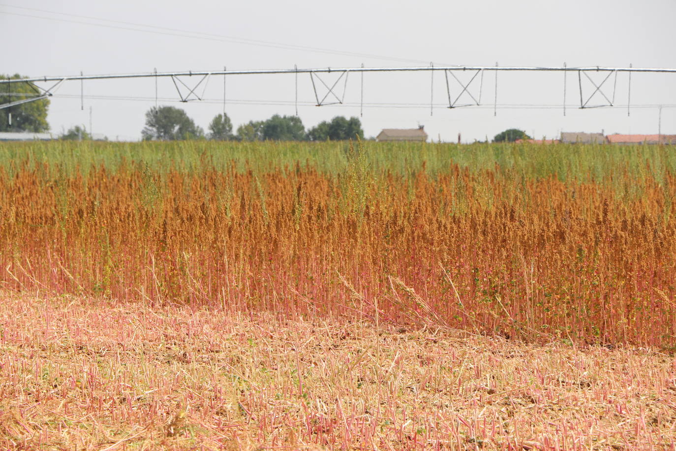 Fotos: Y para quinoa.... la del Páramo