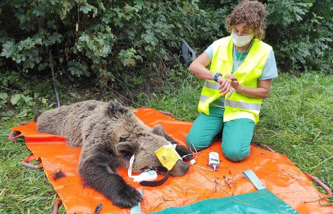 El programa de radiomarcaje se desarrollará en una primera fase durante los próximos 4 años, y persigue el objetivo de capturar y radiomarcar entre 20 y 30 ejemplares de oso pardo en la Cordillera Cantábrica | En una etapa inicial este programa se desarrollará en León en las comarcas de Laciana y Alto Sil. 