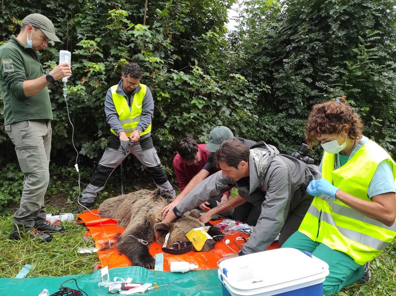 El programa de radiomarcaje se desarrollará en una primera fase durante los próximos 4 años, y persigue el objetivo de capturar y radiomarcar entre 20 y 30 ejemplares de oso pardo en la Cordillera Cantábrica | En una etapa inicial este programa se desarrollará en León en las comarcas de Laciana y Alto Sil. 