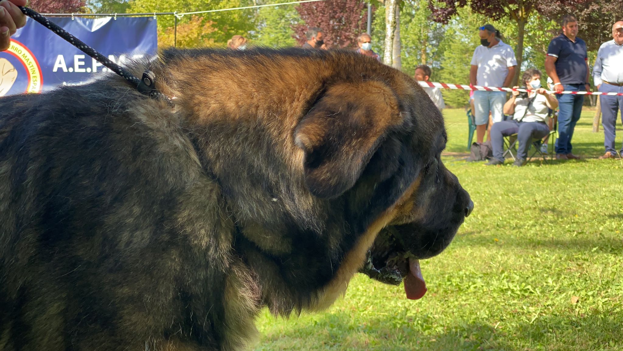 La Asociación española del perro mastín español ha organizado en la localidad de Gordoncillo un concurso para elegir a los mejores de la raza en más de 25 categorías.