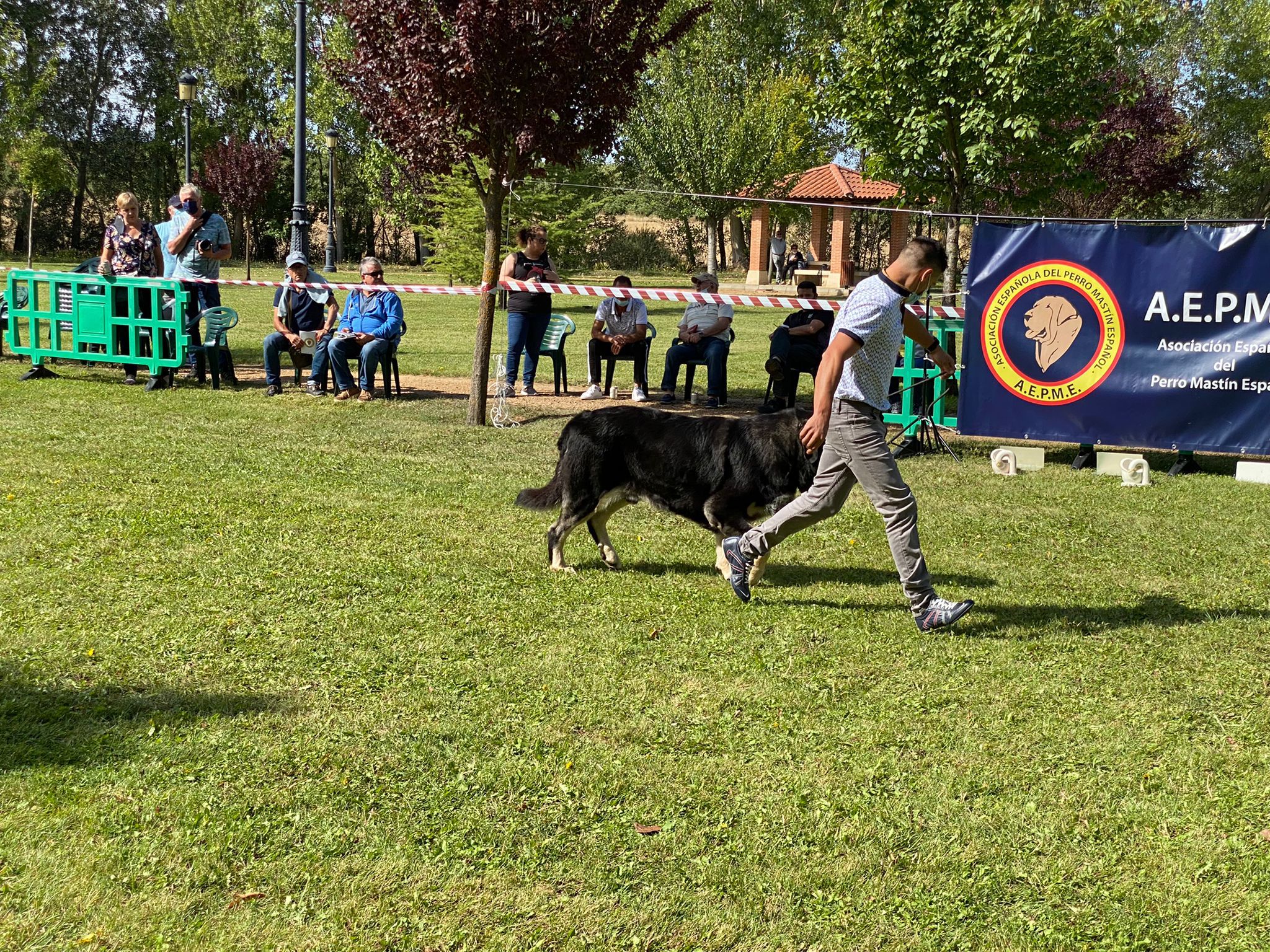 La Asociación española del perro mastín español ha organizado en la localidad de Gordoncillo un concurso para elegir a los mejores de la raza en más de 25 categorías.